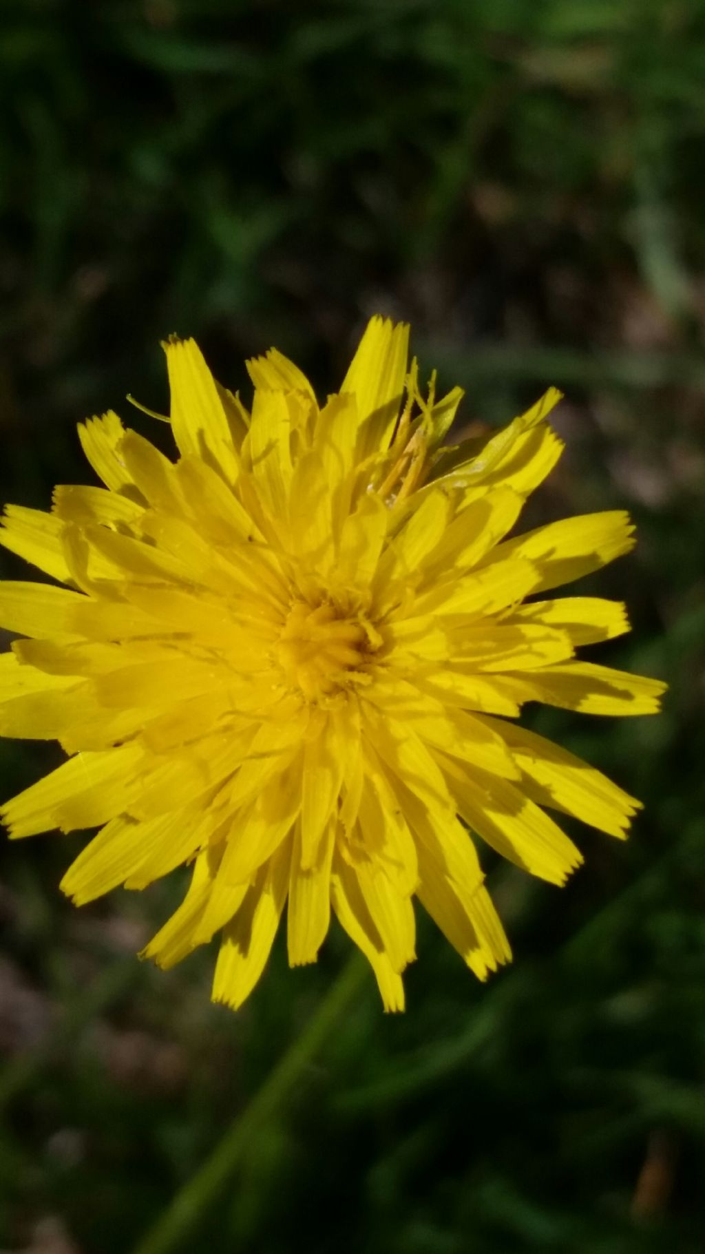 Scorzoneroides cichoriacea / Dente di leone cicoriaceo